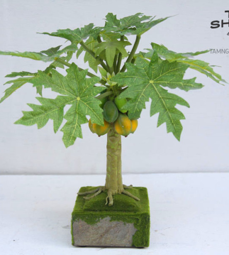 Chậu cây đu đủ để bàn cỡ trung