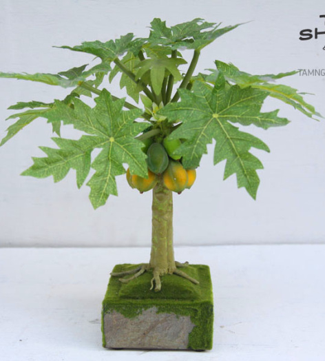 Chậu cây đu đủ để bàn cỡ trung